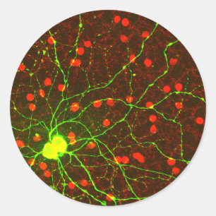 Close Up View of Retinal Ganglion Cell Classic Round Sticker