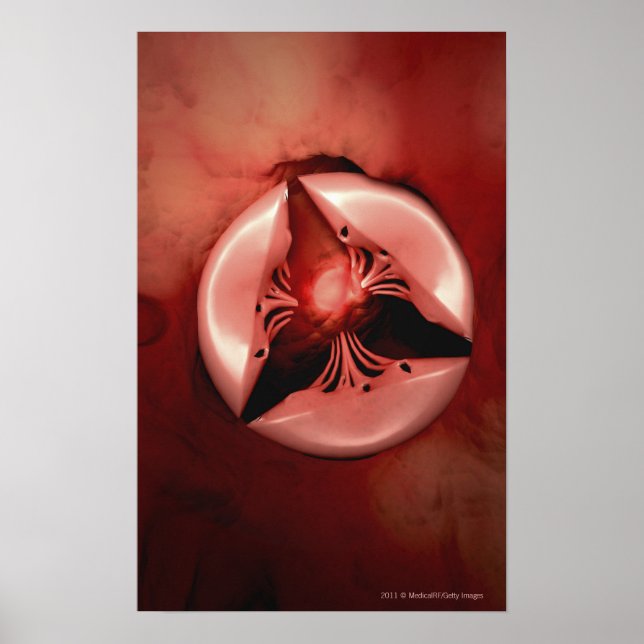 Close up view of the tricuspid valve in the heart poster (Front)