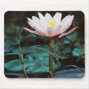 Close-Up view of Water Lily at Inle Lake Mouse Pad