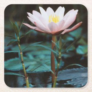 Close-Up view of Water Lily at Inle Lake Square Paper Coaster