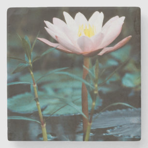 Close-Up view of Water Lily at Inle Lake Stone Coaster
