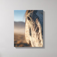 Close-Up White Horse Sunrise Portrait