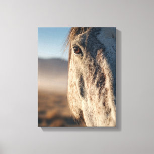 Close-Up White Horse Sunrise Portrait Canvas Print
