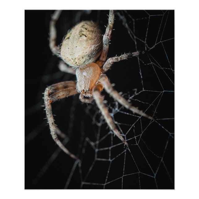 Close Up Wonder: European Garden Spider Photo Print (Front)