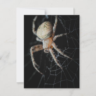 Close Up Wonder: European Garden Spider Postcard