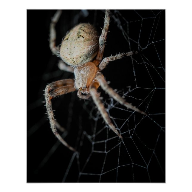 Close Up Wonder: European Garden Spider Poster (Front)