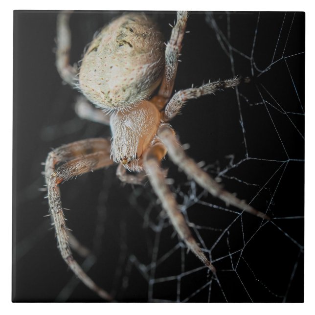 Close Up Wonder: European Garden Spider Tile (Front)