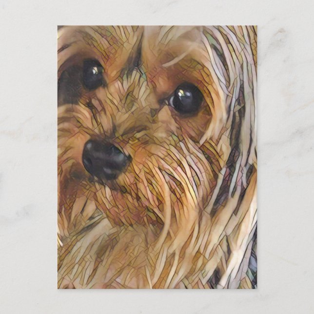 Close-up Yorkshire terrier postcard (Front)