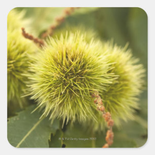 closed chestnuts on tree square sticker