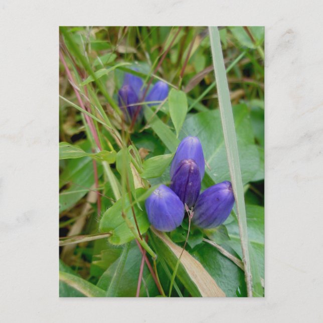 Closed Gentian Postcard (Front)
