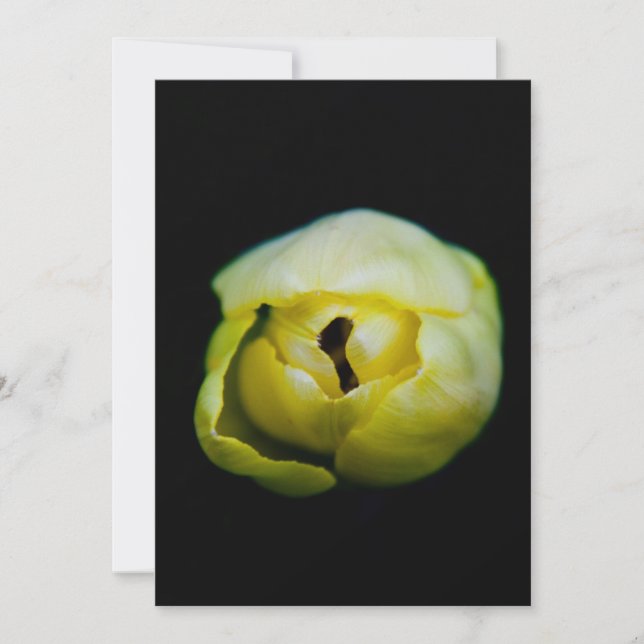 Closed tulip (Front)