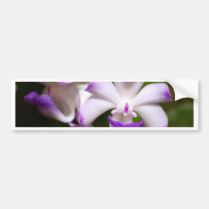 closed up  of Orchid Flower Bumper Sticker