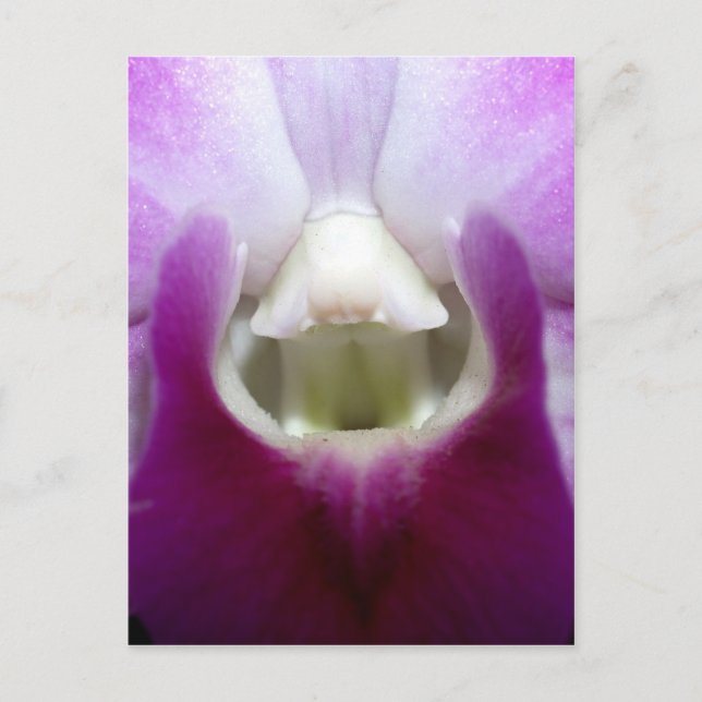 closed up  of Orchid Flower Postcard (Front)
