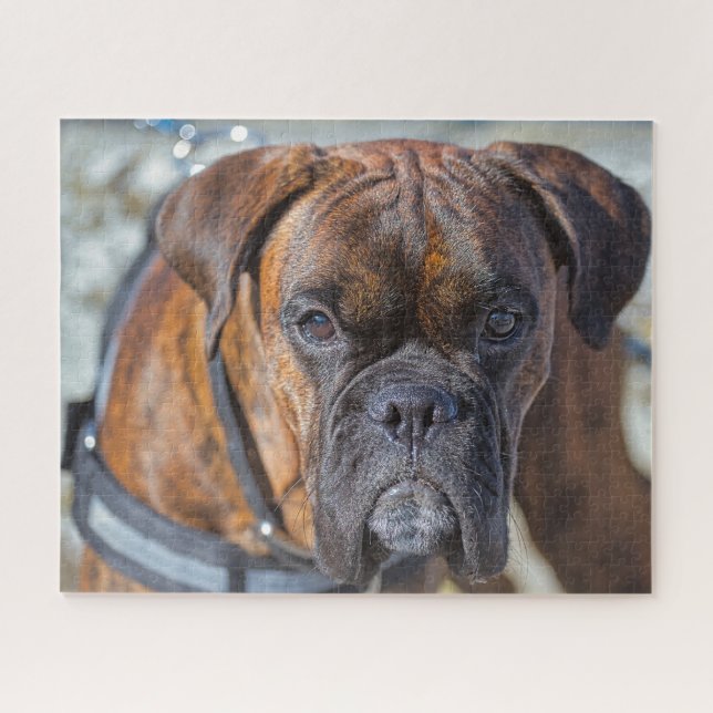 Closer up of a Brindle Boxer Puppy Dog Jigsaw Puzzle (Horizontal)