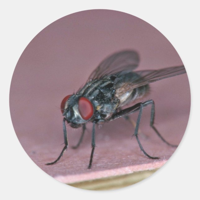 Closer view of house fly insect classic round sticker (Front)