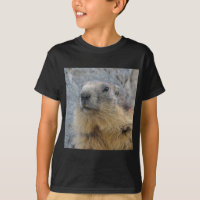 Closeup Alpine marmot