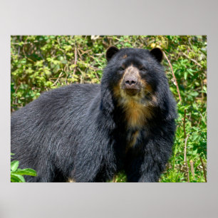 Closeup Andean bear  Poster
