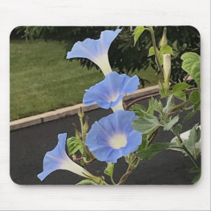 Closeup Blue Cascade Morning Glory Mouse Pad
