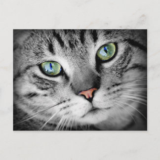 Closeup Cat Postcard