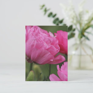 Closeup Deep Peony Pink Ranunculus Postcard