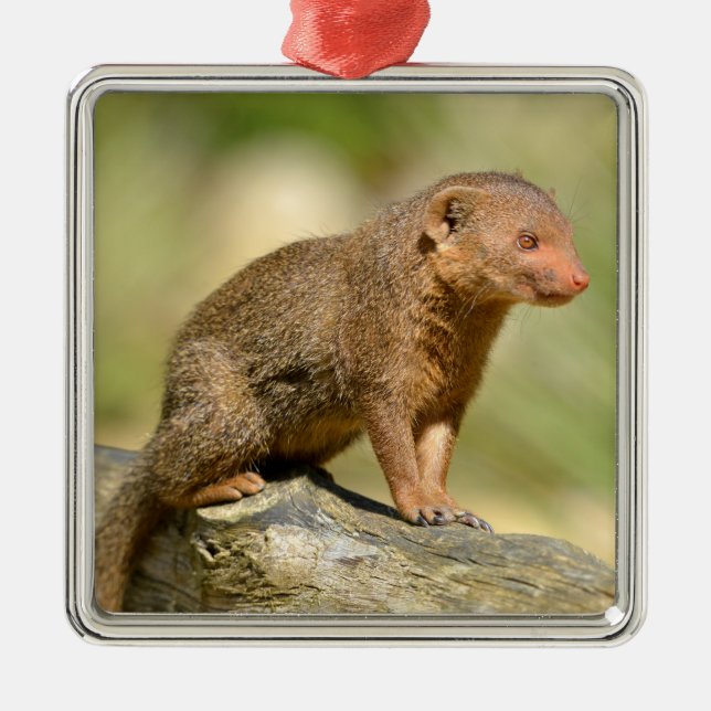 Closeup dwarf mongoose  postcard square sticker metal tree decoration (Front)