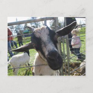 Closeup Goat Postcard