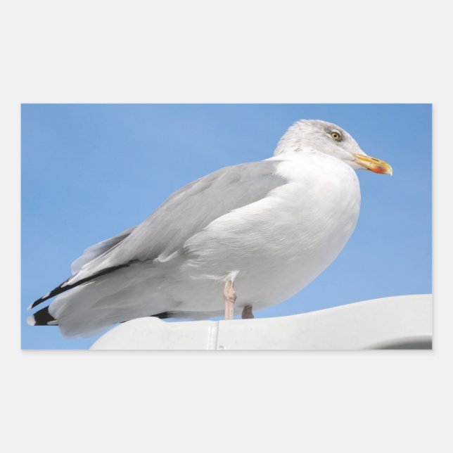 Closeup herring gull perched on boat cabin on blue rectangular sticker (Front)