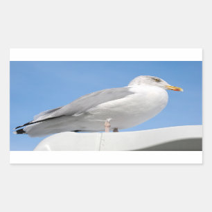 Closeup herring gull perched on boat cabin on blue rectangular sticker