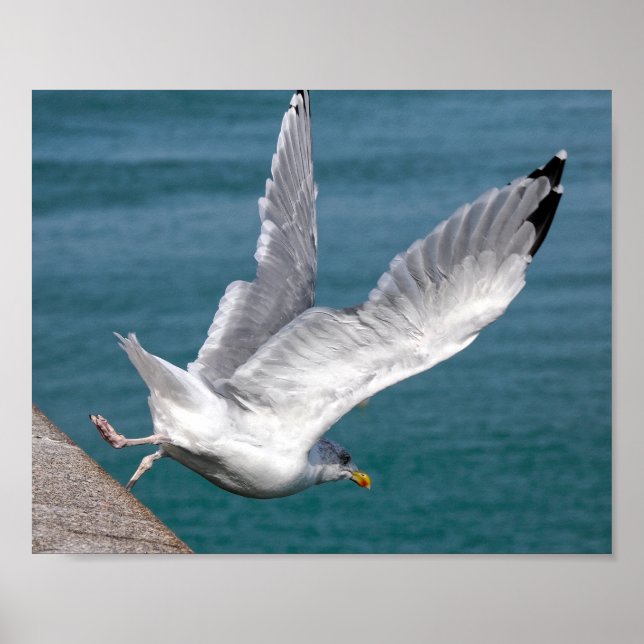 Closeup herring gulls in flight  poster (Front)