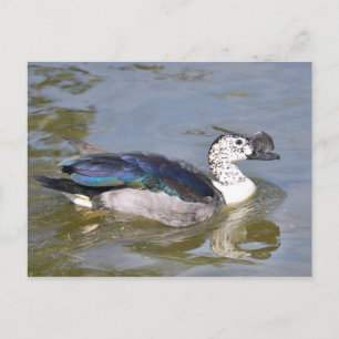Closeup male knob-billed duck postcard