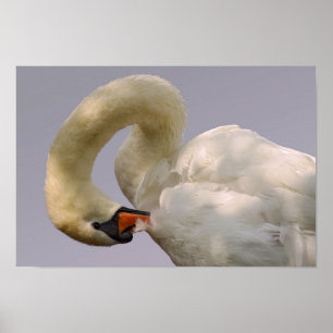 Closeup mute swan poster