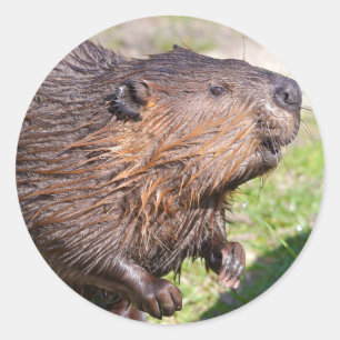 Closeup North American Beaver (Castor canadensis) Classic Round Sticker