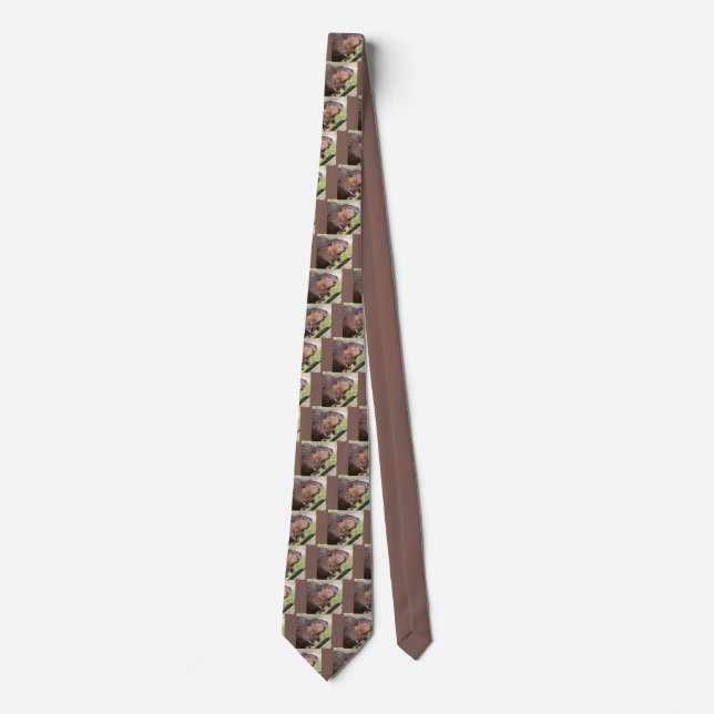Closeup North American Beaver (Castor canadensis)  Tie (Front)
