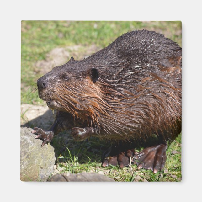 Closeup North American Beaver Magnet (Front)