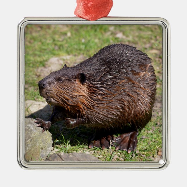 Closeup North American Beaver  Metal Tree Decoration (Front)