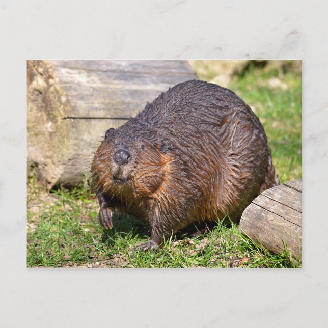 Closeup North American Beaver Postcard (Front)
