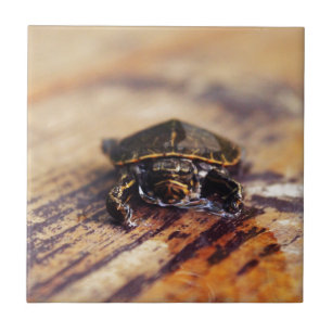 Closeup of a Baby Painted Turtle Tile