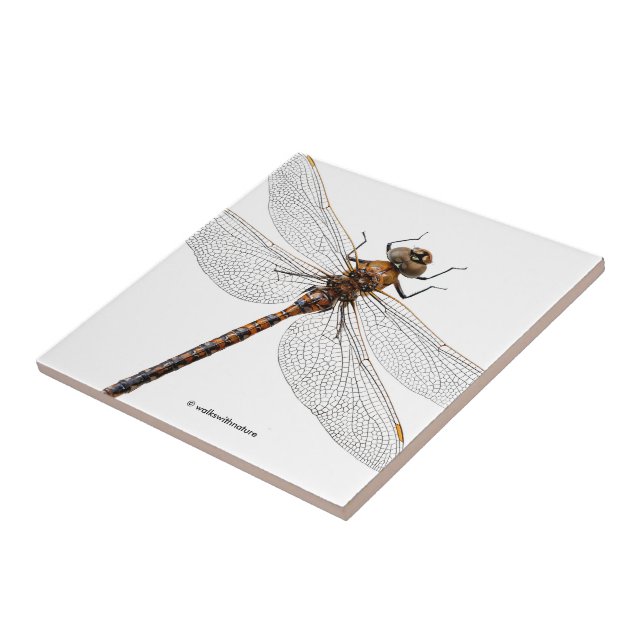 Closeup of a Canada Darner Dragonfly Tile (Side)