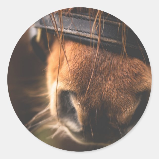 Closeup of a Cute Brown Horse Nose Classic Round Sticker (Front)