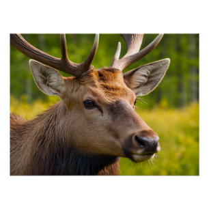 Closeup Of A Deer Poster