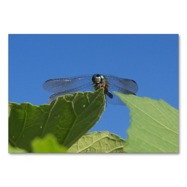 Closeup of a dragonfly against a bright blue sky table number (Front)