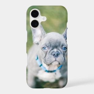 Closeup of a French Bulldog