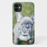 Closeup of a French Bulldog