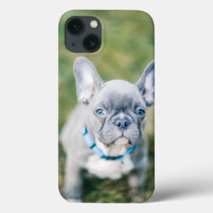 Closeup of a French Bulldog iPhone 13 Case