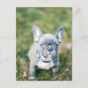 Closeup of a French Bulldog Postcard