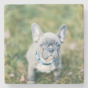 Closeup of a French Bulldog Stone Coaster