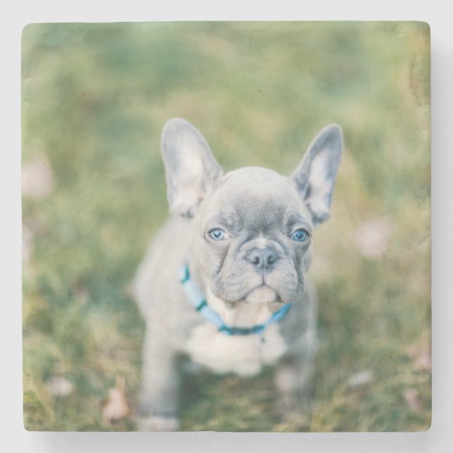 Closeup of a French Bulldog Stone Coaster (Front)