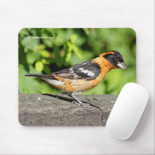 Closeup of a Handsome Black-Headed Grosbeak Mouse Pad