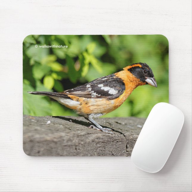 Closeup of a Handsome Black-Headed Grosbeak Mouse Pad (With Mouse)