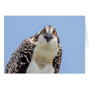 Closeup of a Juvenile Osprey